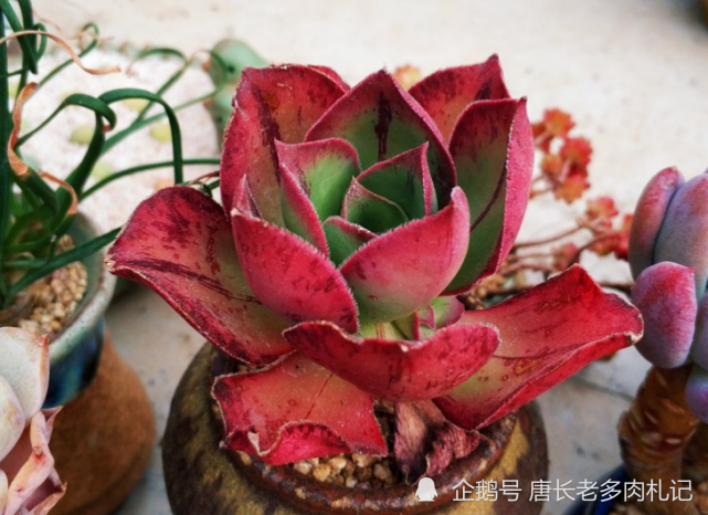 多肉红富士法师 出状态时那一抹红色的娇艳是否会将你彻底迷倒
