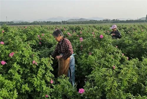 河北易縣玫瑰種植特色產業助力鄉村振興