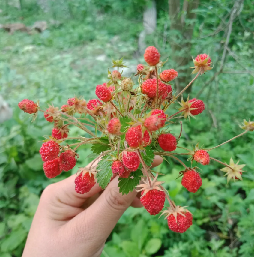 张家川的娃儿们今年你吃瓢儿了吗