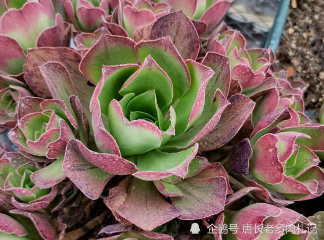 多肉红富士法师 出状态时那一抹红色的娇艳是否会将你彻底迷倒
