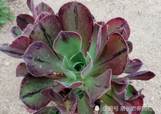 多肉红富士法师 出状态时那一抹红色的娇艳是否会将你彻底迷倒