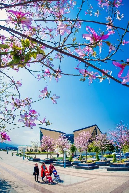 在攀枝花住幾天,感覺血管裡流的都是芒果汁