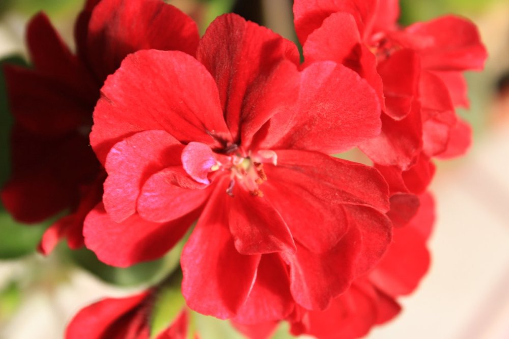 海棠花的养殖方法和注意事项盆栽 腾讯新闻