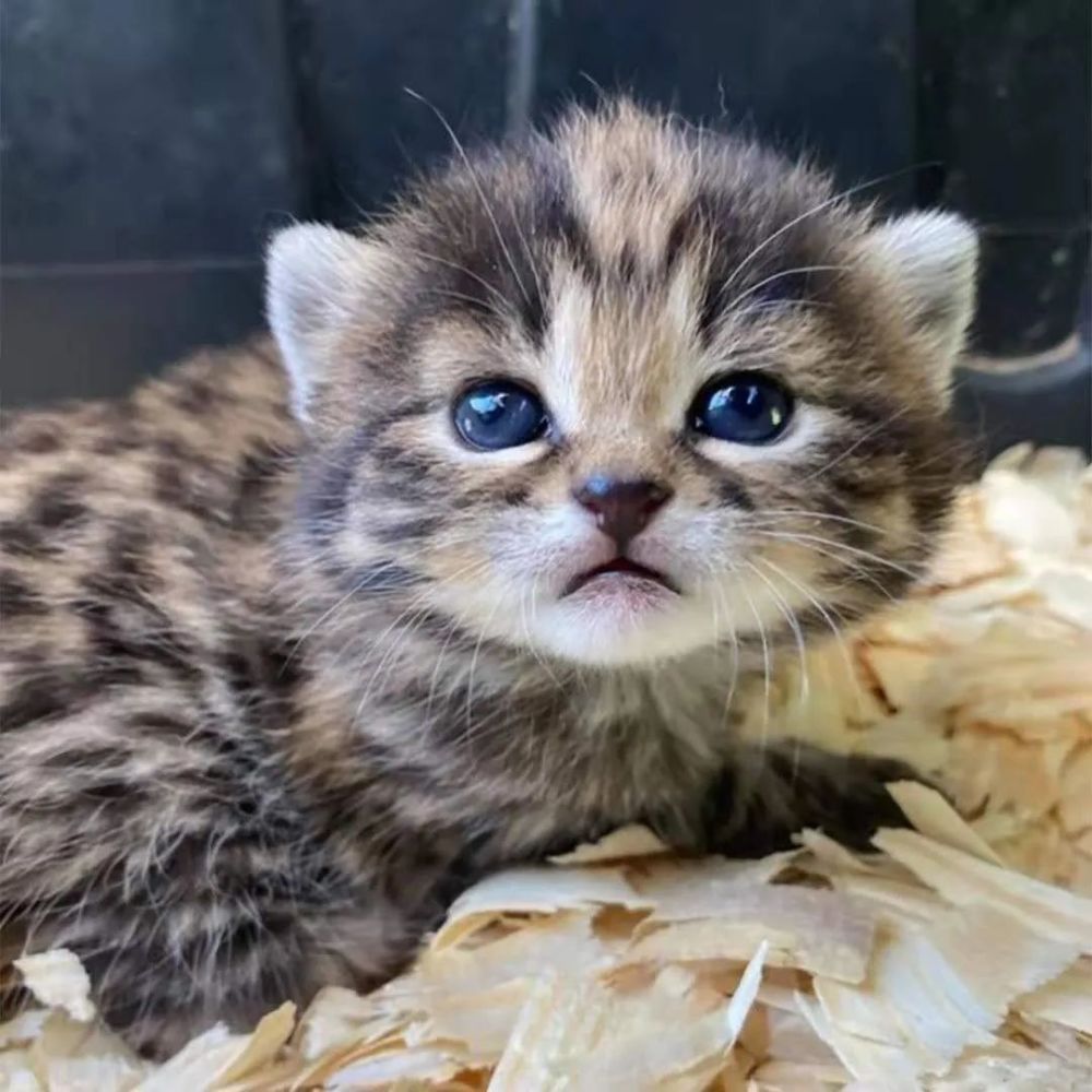 捡到一窝小奶狸没想到竟是全球最罕见的恶兽