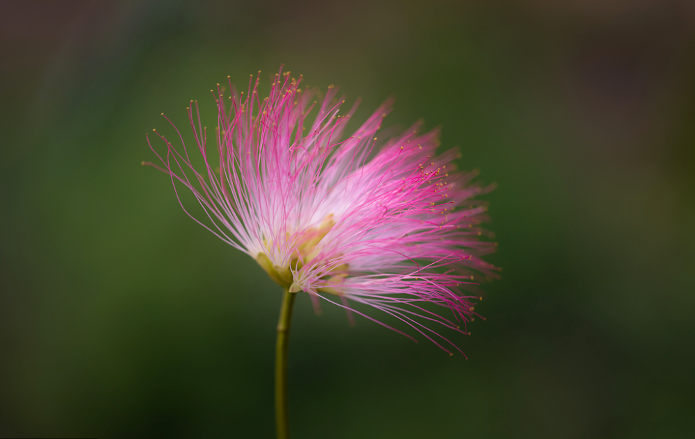 所以萱草又叫"解忧草",浪漫的古人认为它像仙草一样能够解除人所有的