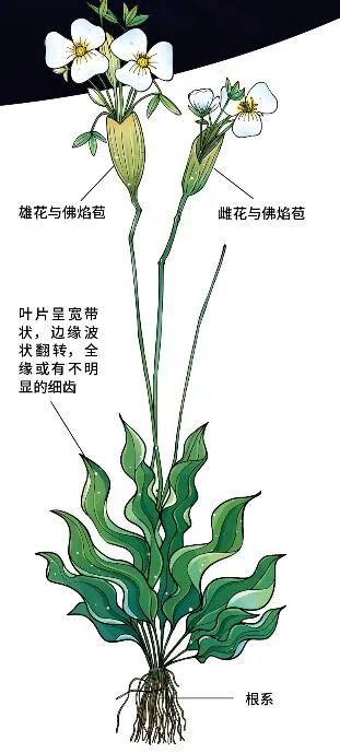 花菜的结构图片