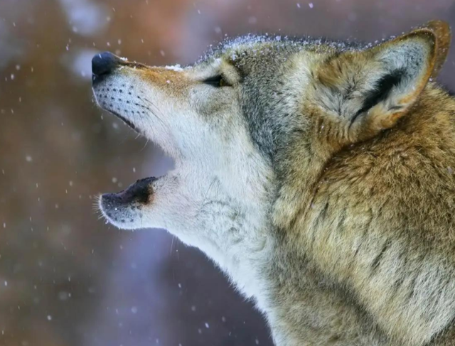 独狼|老虎_宠物|狮子_宠物|动物界