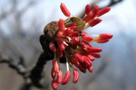 宁波植物｜与恐龙同时代的它，四年方逢一盛花_腾讯新闻