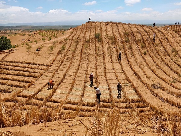 青海贵南防沙治沙筑起"沙漠绿色长城"