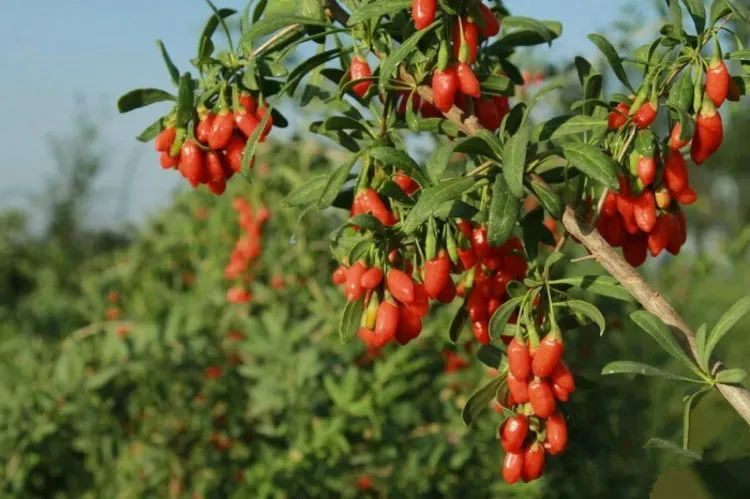 宁夏枸杞采摘季到啦甘甜浓郁的鲜果次日可达呼和浩特