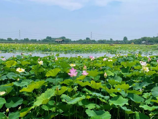 焦岗湖美景入画来邀你共赏夏日清凉