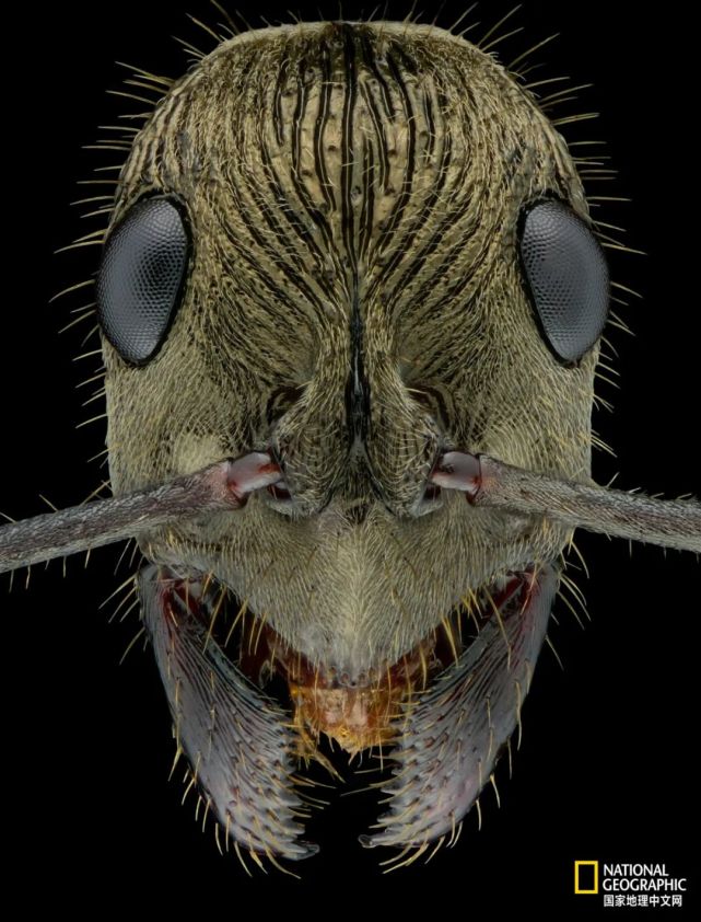 这居然是蚂蚁的脸我满脸问号