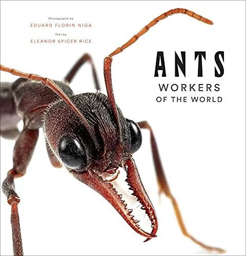 并结集出版《蚂蚁:世界工人》(ants: workers of the world),其作品更