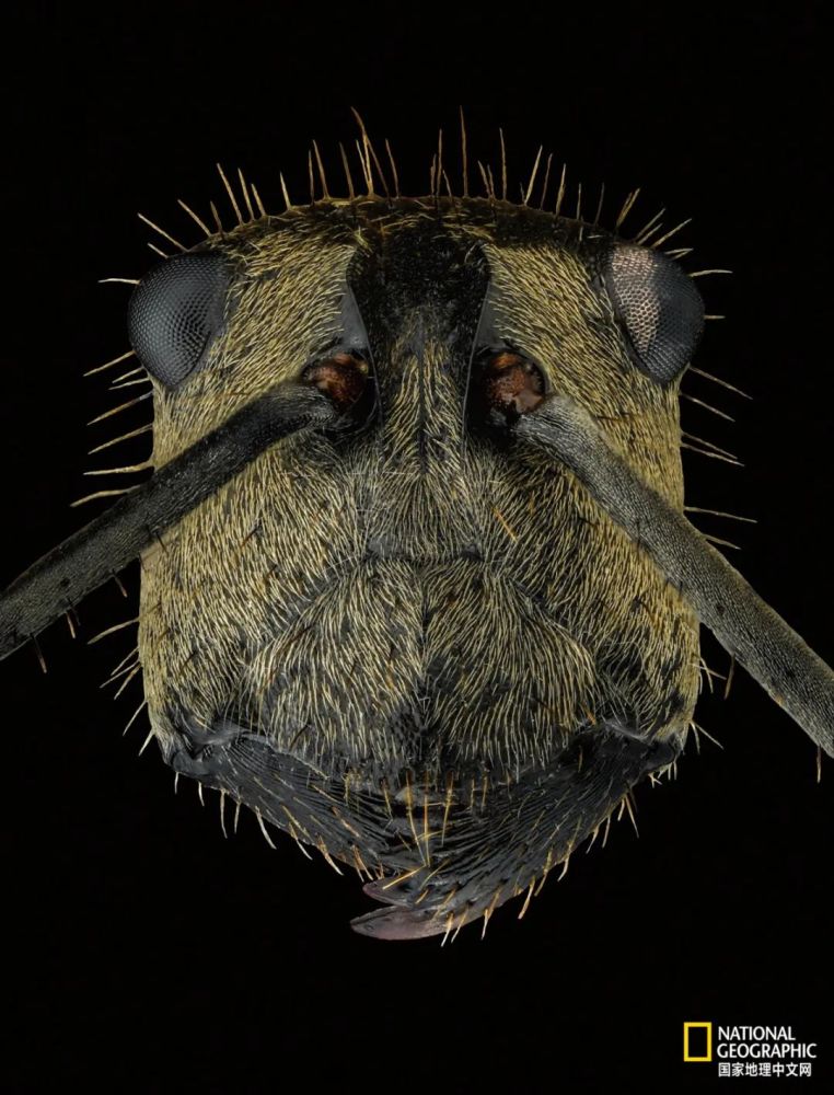 这居然是蚂蚁的脸我满脸问号