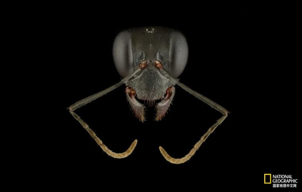 的前额中央有三只眼睛,能用来探测光线;还有种蚂蚁,比如破坏巨眼蚁,则