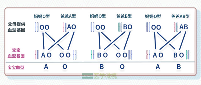 我们画个简易的遗传图):对于abo血型系统来说,a,b,ab型血可以理解为