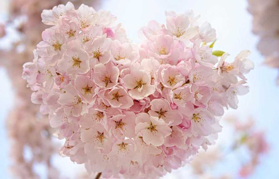 花数樱花 人数武士 探析日本樱花观的演变过程 腾讯新闻