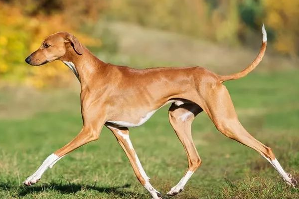 阿沙瓦犬 azawakh(世界十大名犬 no.7)