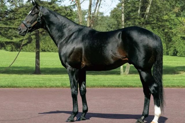 退休日本名种结束配种父系曾是13届日本种马王