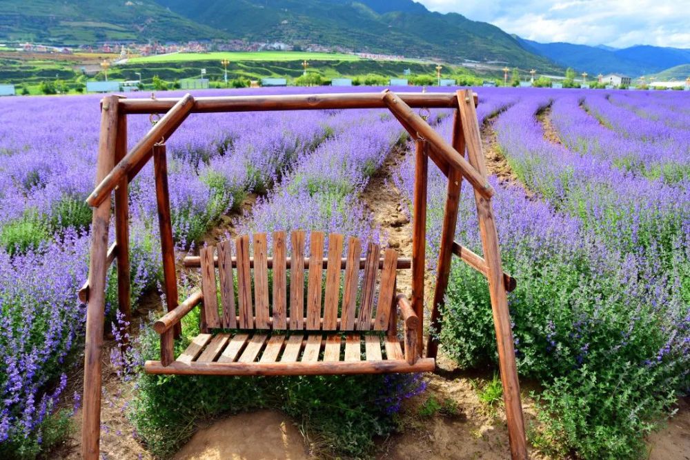 这周五 800亩薰衣草基地如期开园 赶快来打卡吧