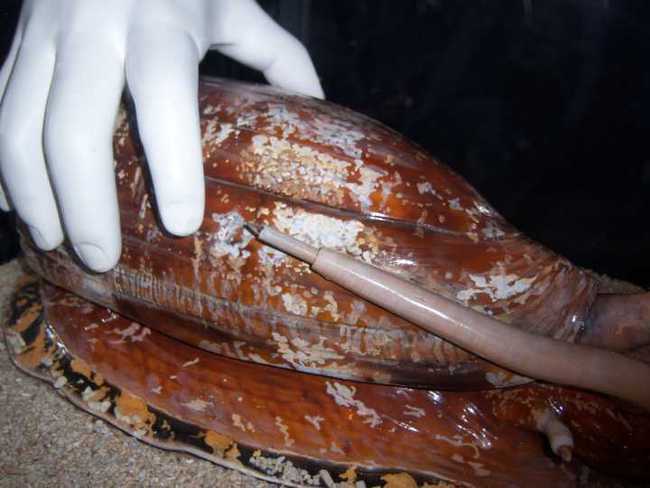 当然在捕捉的同时也潜藏着危险,虽然鸡心螺的毒素主要是针对小鱼的,但