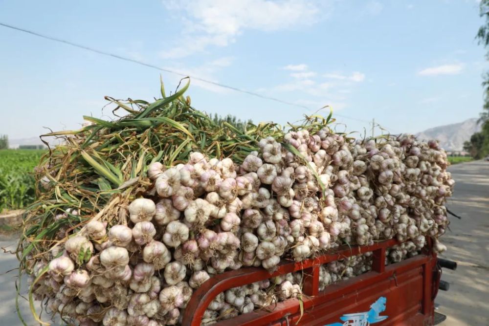 【丰收】怀来西八里紫皮大蒜喜迎丰收陆续上市!