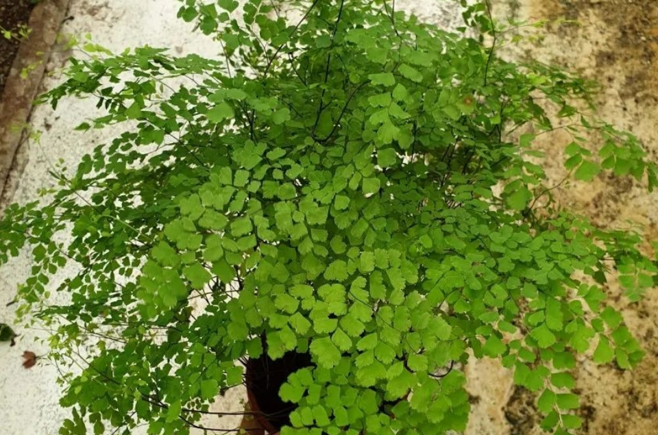 铁线蕨属7大品系模式种的形态分布和辨识鉴赏