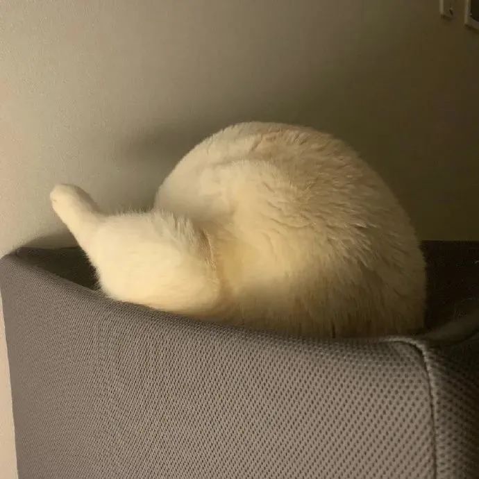 猫咪的大腿有多美?我承认我馋了