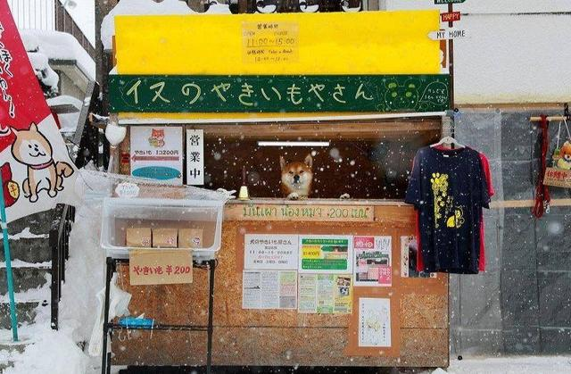 北海道那只卖红薯的柴犬 他走了 腾讯新闻