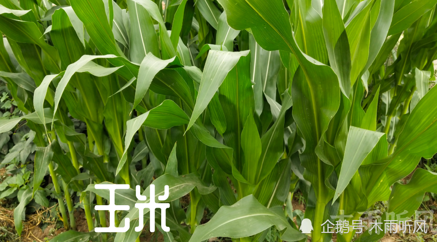 种植玉米 播种时 用了复合肥80斤 以后是否还要追肥 腾讯新闻