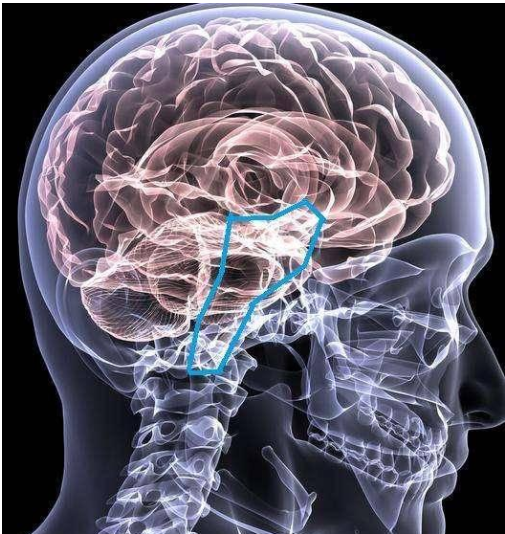 医学美图神经精神系统多图