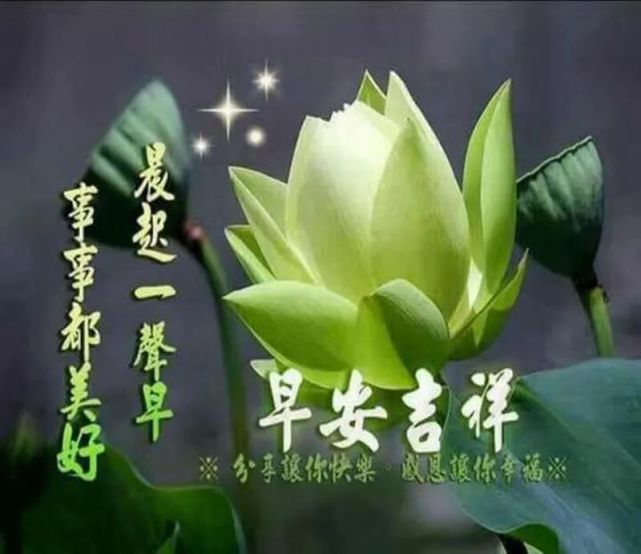 蓮花朵朵開,好運跟著來!早安吉祥!