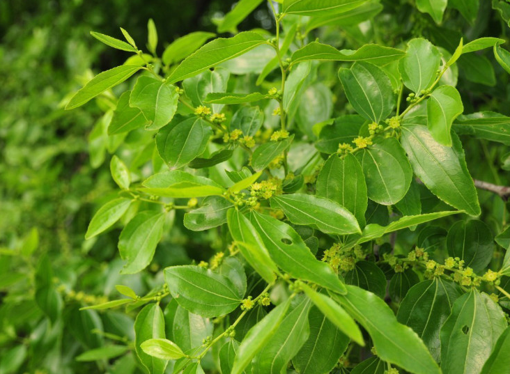 走进枣园,起伏的山坡上修剪过的枣树郁郁葱茏,把紫红色的土丘铺上绿色