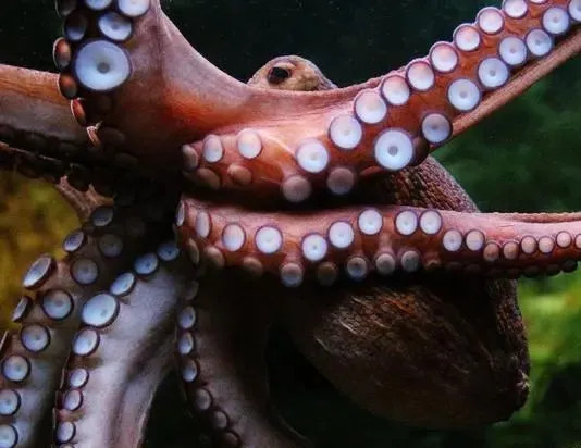 Inews Gtimg Com Newsapp Bt 0 641