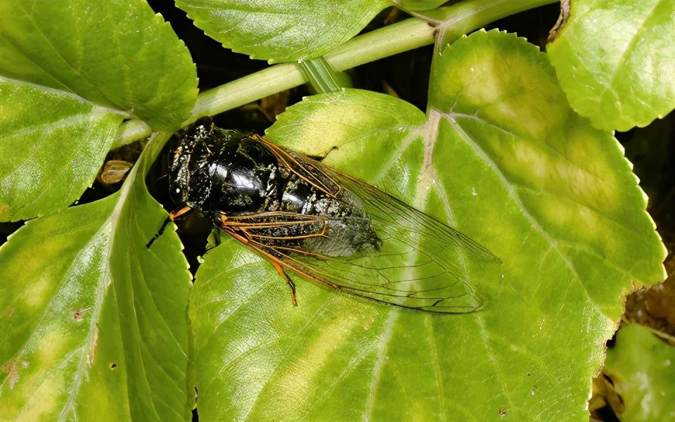 我终于知道为啥唐僧是金蝉子转世了 全网搜