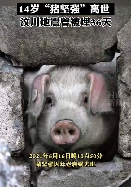 汶川地震猪坚强去世网友一头猪也配纪念