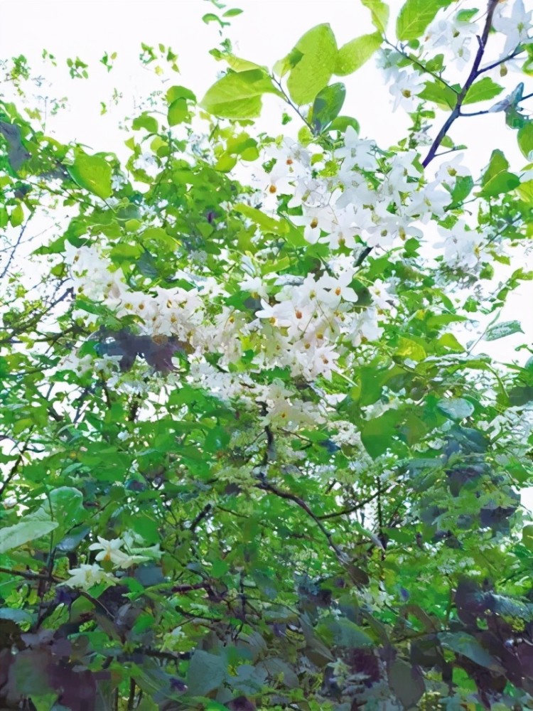 秤锤树开花.汤洁摄