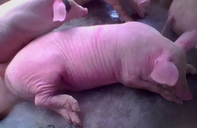 猪全身发红是什么病打什么药猪全身发红发紫是什么病快收藏吧