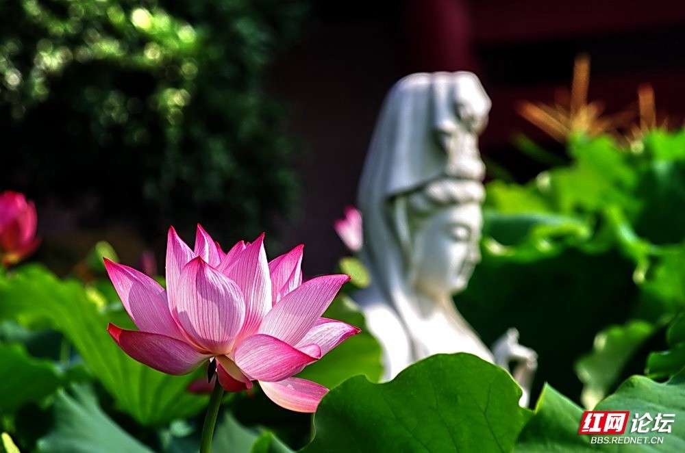 寺庙中盛开的莲花清新脱俗太美了