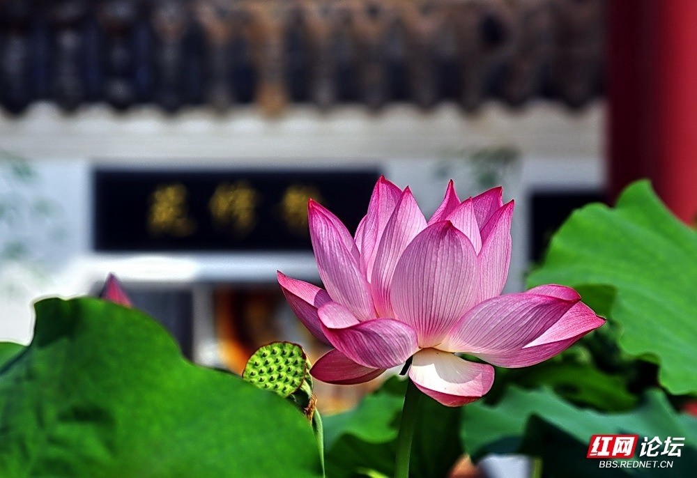 寺庙中盛开的莲花清新脱俗太美了