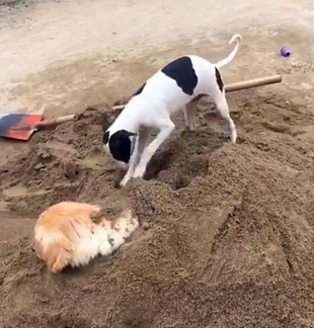 狗狗刨地有5个含义很多铲屎官都不知道