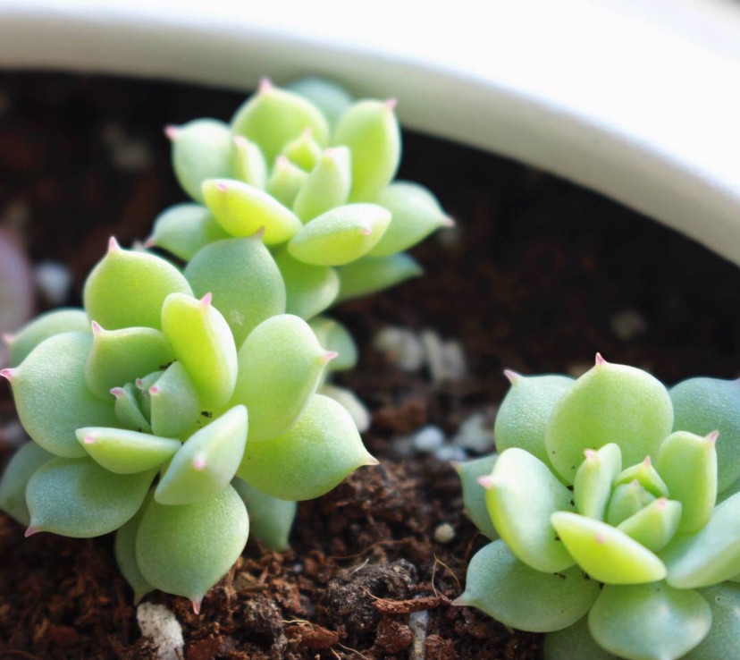 多肉植物介紹(廈門植物園多肉植物介紹) - 123生活百科