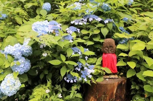 梅雨季 她是日本唯一热烈的色彩 腾讯新闻