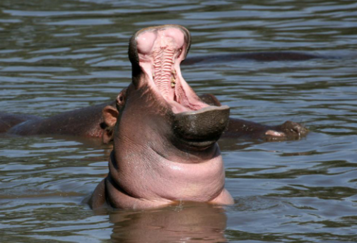 智齿的位置很靠里,碰上个嘴小,张口度有限的,你不舒服牙医也难操作,互