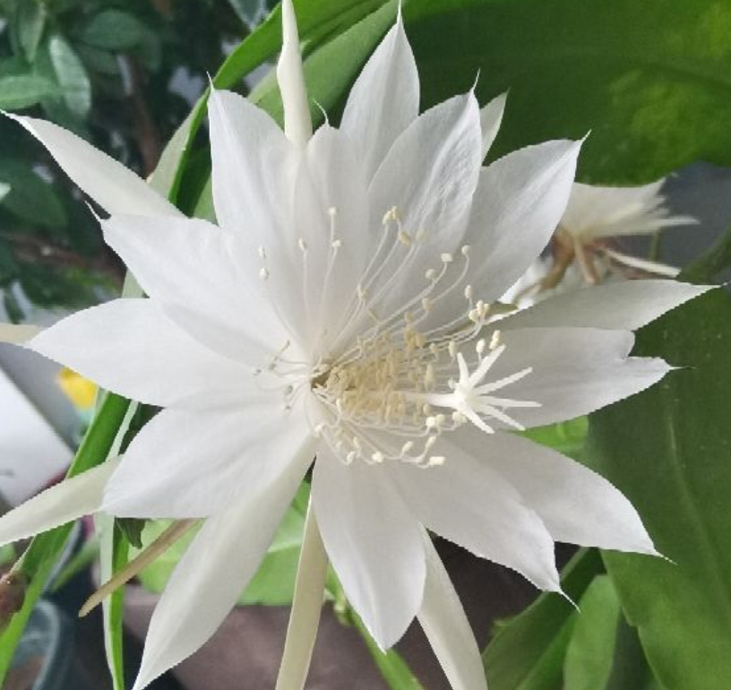 开白色花怎么了照样仙气十足