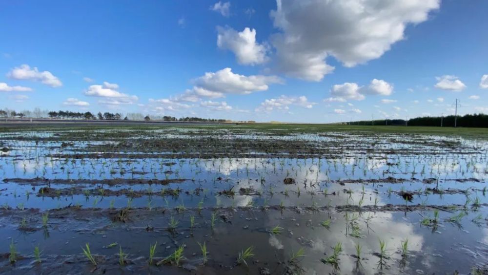 浓江农场实拍图一方水土不仅养着米,还养着一群蟹和鸭,所以这里的农田