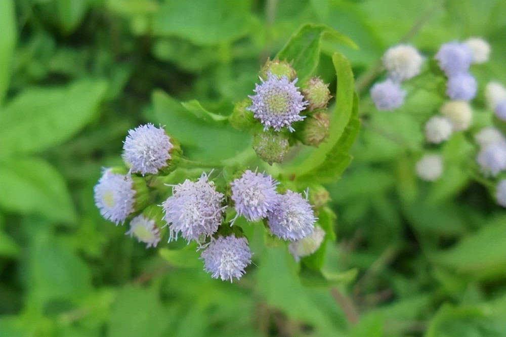 十大入侵我国的外来生物小龙虾上榜 第七被称为 水中杀手 腾讯新闻