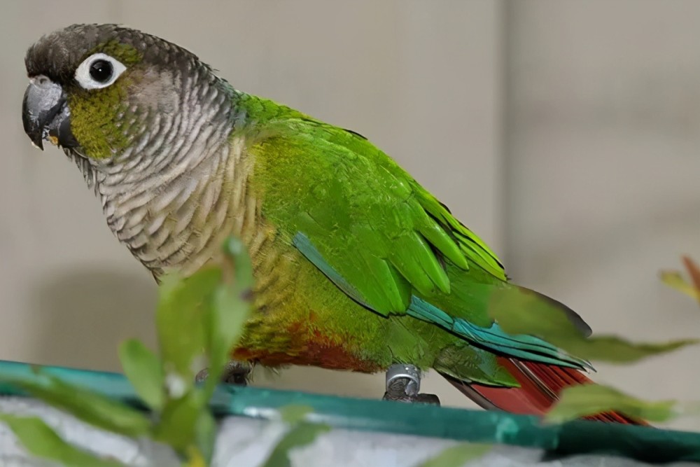 北京女士买了只鹦鹉给老人解闷险被判刑,中国可以养什么鹦鹉?