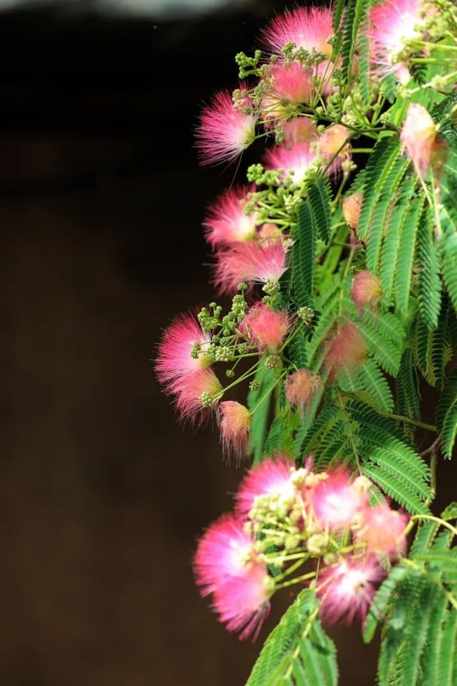 云游鞍山芙蓉花开小红扇子满枝头