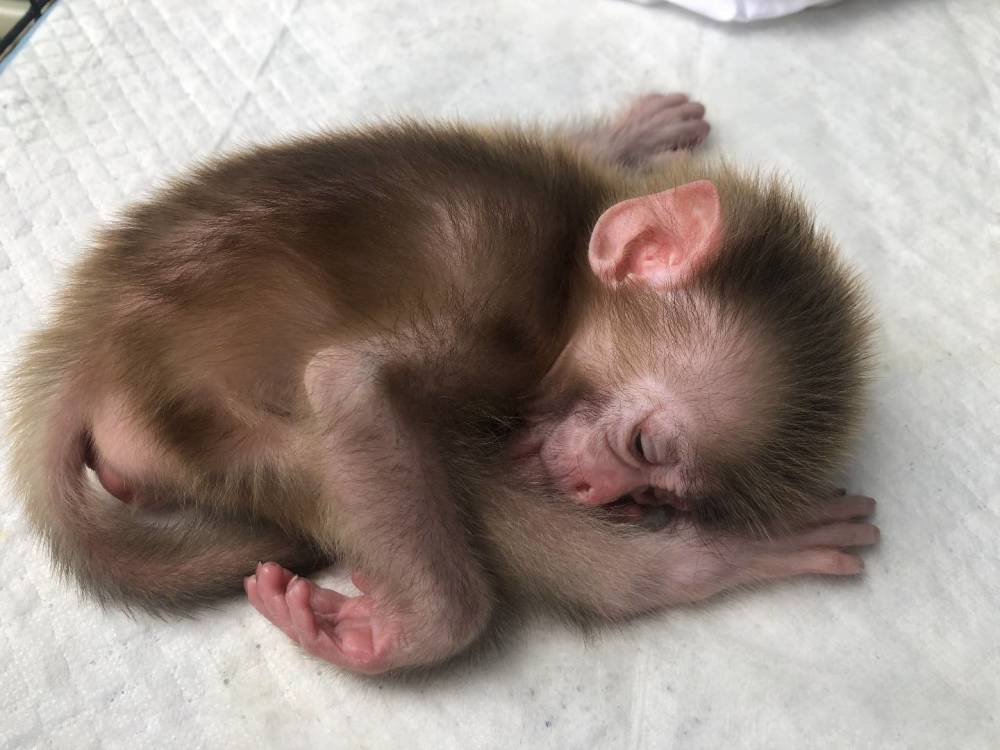 野生猕猴宝宝受伤落单内伶仃管理站科学救助